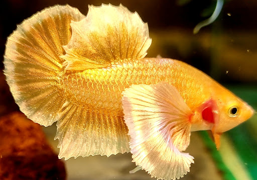 Cá Betta Gold