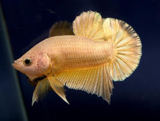 Cá Betta Gold