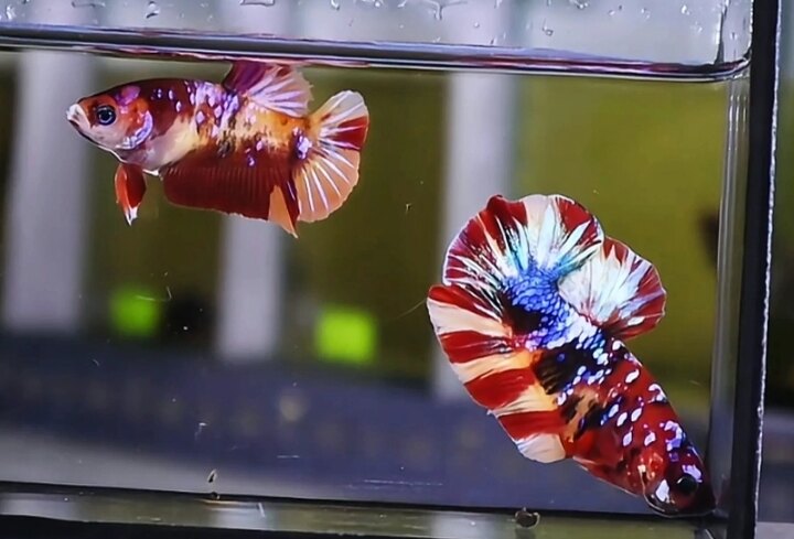 Cá Betta Koi Galaxy