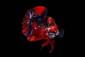 Cá Betta Red Galaxy