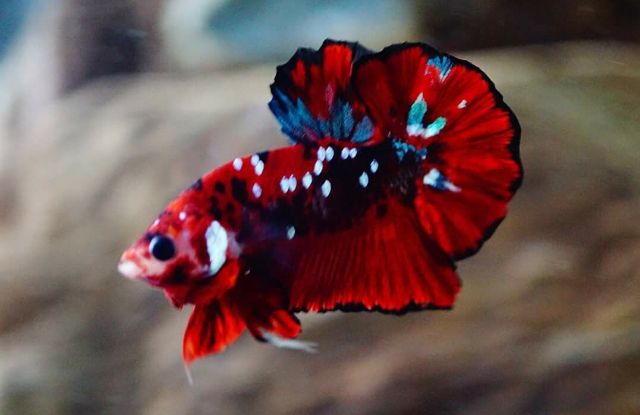 Cá Betta Red Galaxy