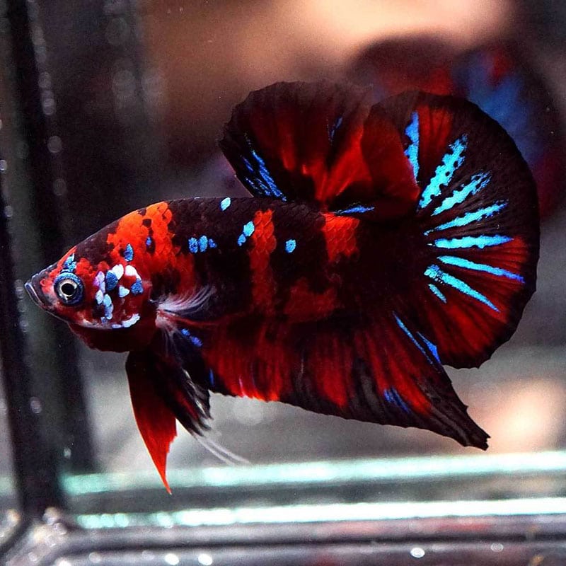 Cá Betta Koi Red Galaxy