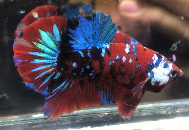 Cá Betta Koi Red Galaxy