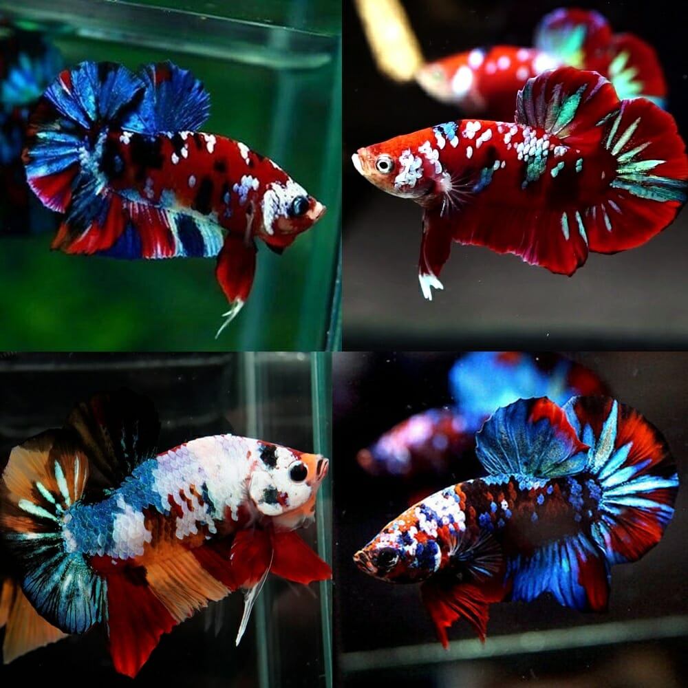 Cá Betta Koi Red Galaxy