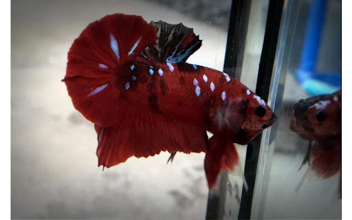 Cá Betta Koi Red Galaxy