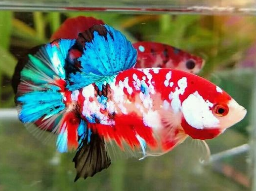 Cá Betta Koi Red Galaxy