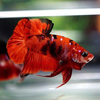 Cá Betta Koi Red Galaxy