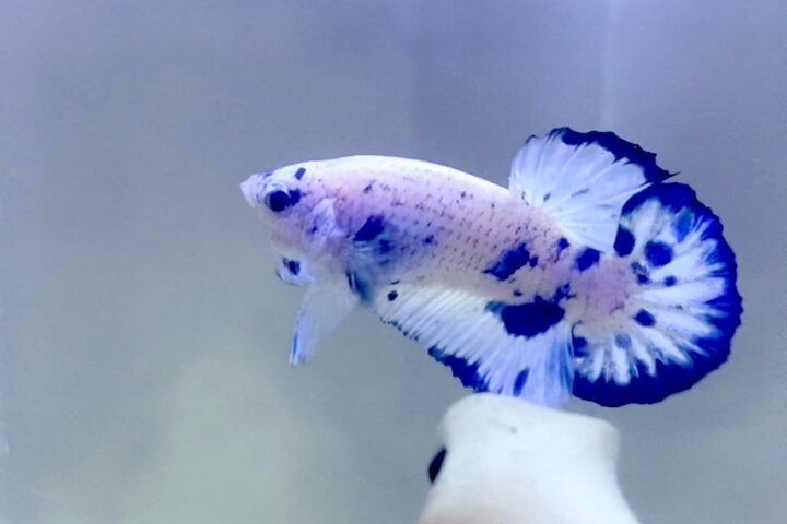 Cá Betta Marble Dot