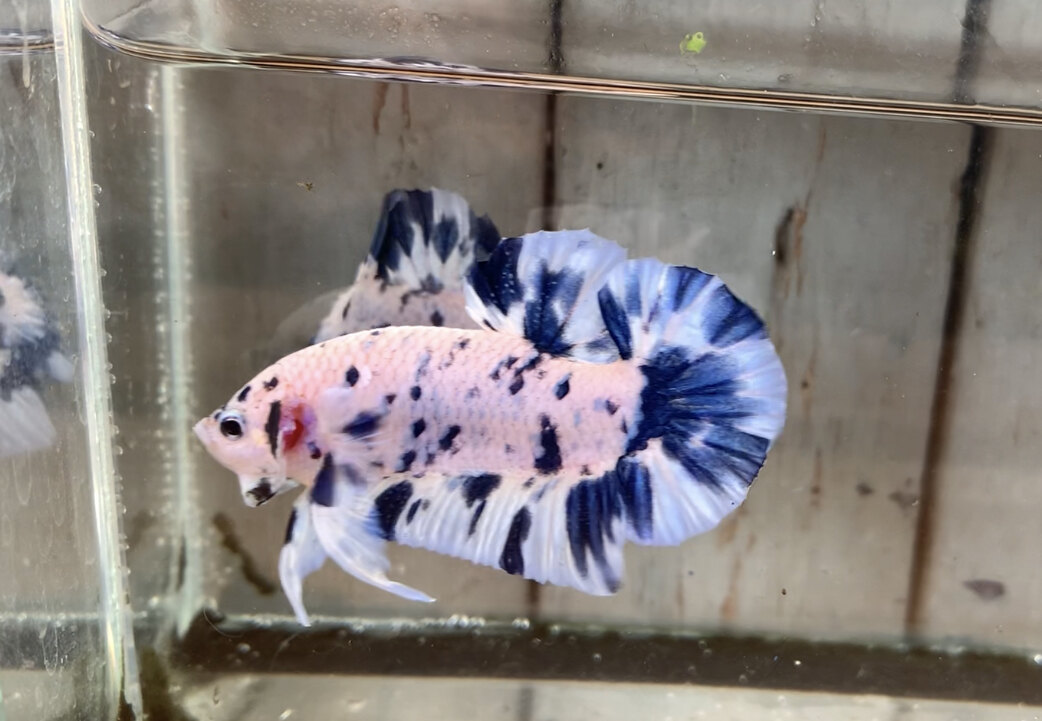 Cá Betta Marble Dot