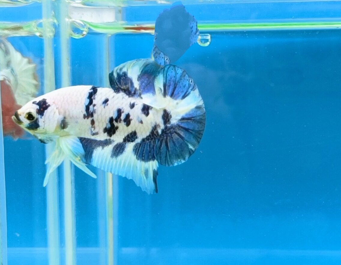 Cá Betta Marble Dot