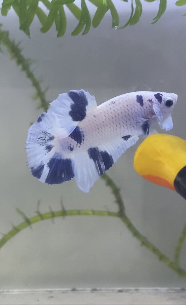 Cá Betta Marble Dot