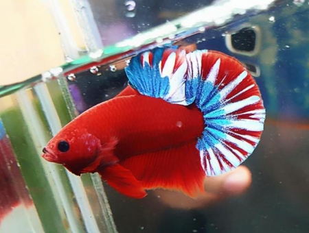 Cá Betta Red Fancy Star