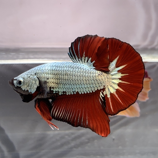 Cá Betta Samurai Đỏ