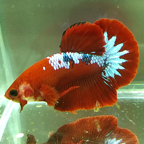 Cá Betta Samurai Đỏ