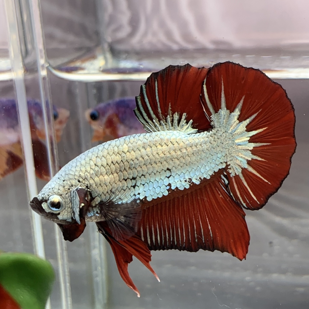 Cá Betta Samurai Đỏ