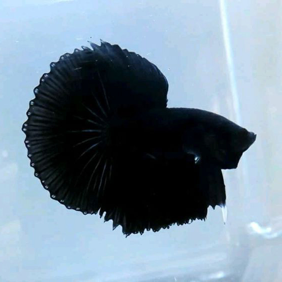 Cá Betta Super Black