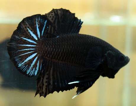 Cá Betta Super Black