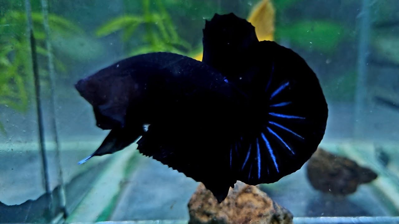 Cá Betta Super Black