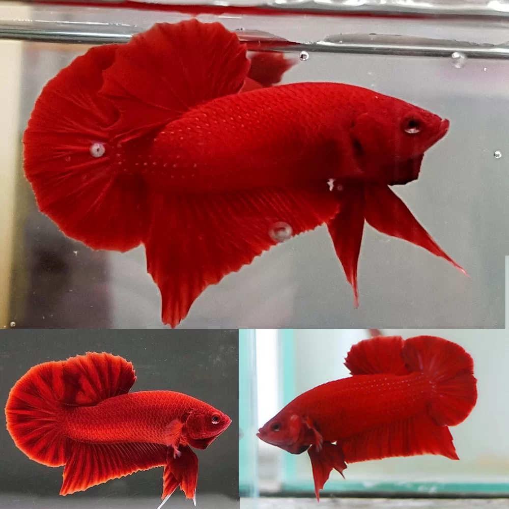 Cá Betta Super Red