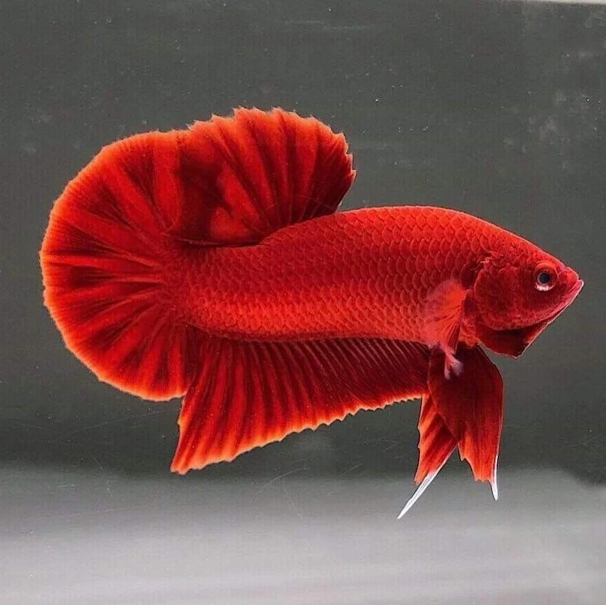 Cá Betta Super Red