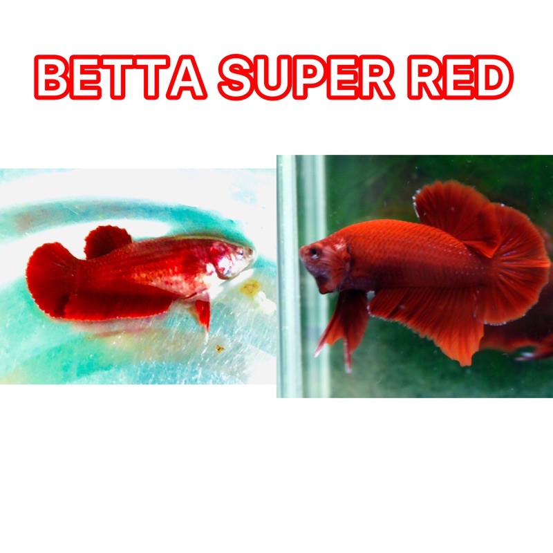 Cá Betta Super Red