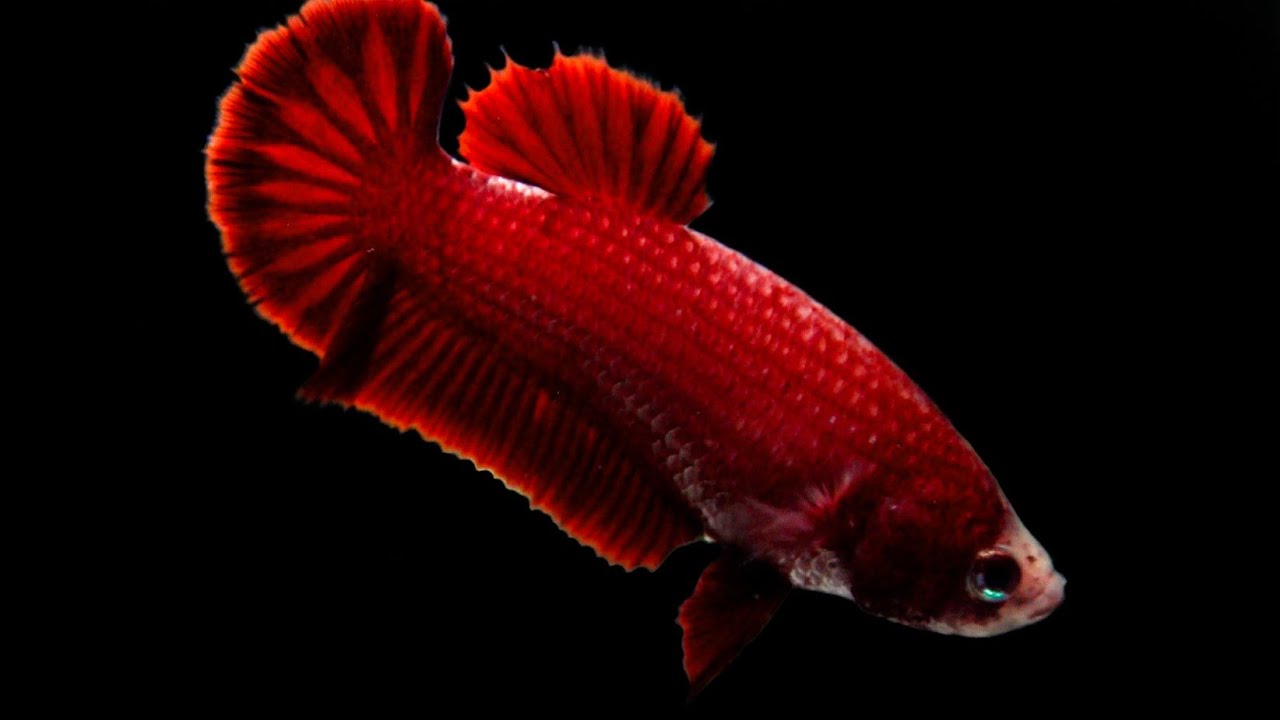 Cá Betta Super Red