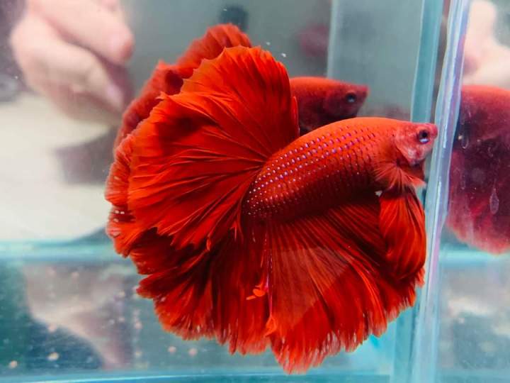 Cá Betta Super Red