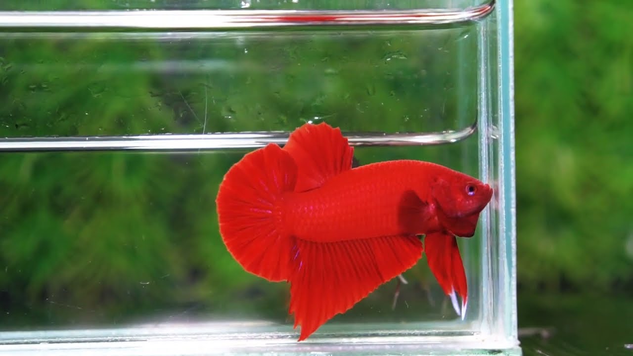 Cá Betta Super Red