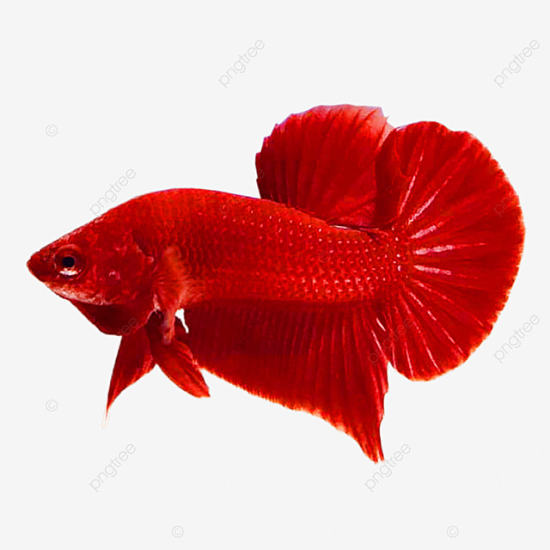 Cá Betta Super Red