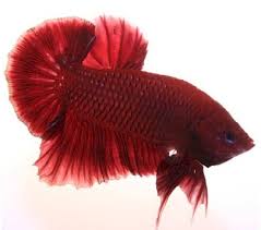 Cá Betta Super Red