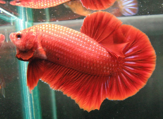 Cá Betta Super Red