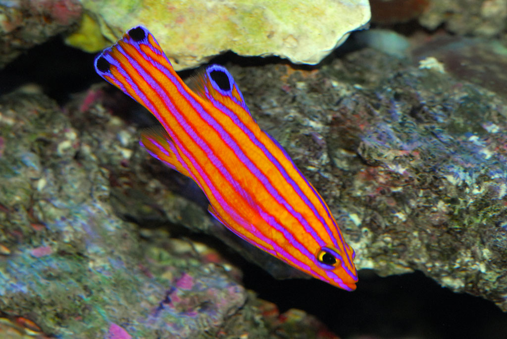 Cá Candy Basslet