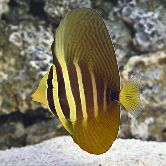 Cá Chim Dù – Sailfin Tang