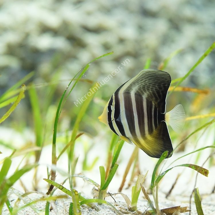 Cá Chim Dù – Sailfin Tang