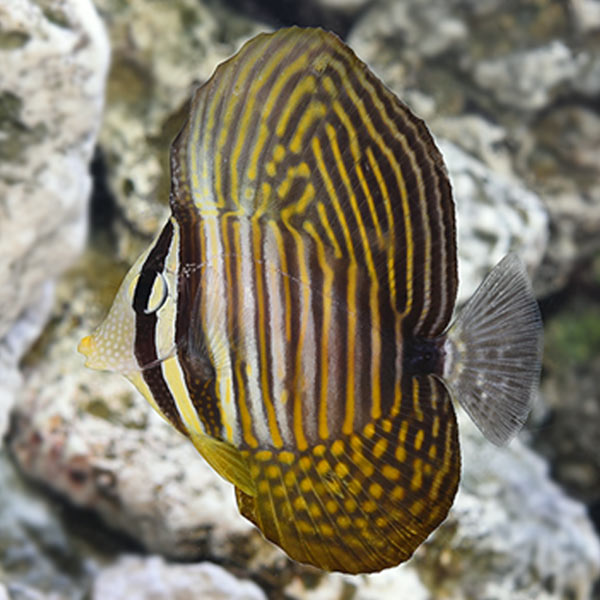 Cá Chim Dù Biển Đỏ – Desjardin’s Sailfin Tang