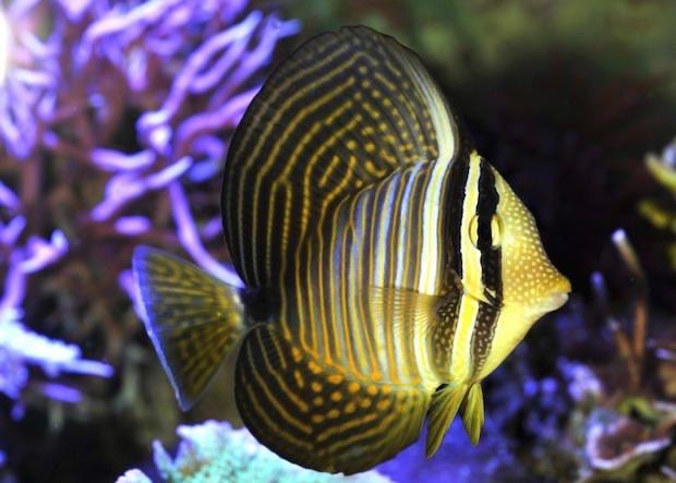 Cá Chim Dù Biển Đỏ – Desjardin’s Sailfin Tang