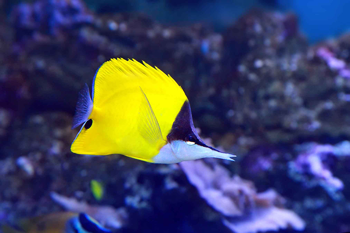 Cá Chim Sâu Yellow Longnose Butteflyfish