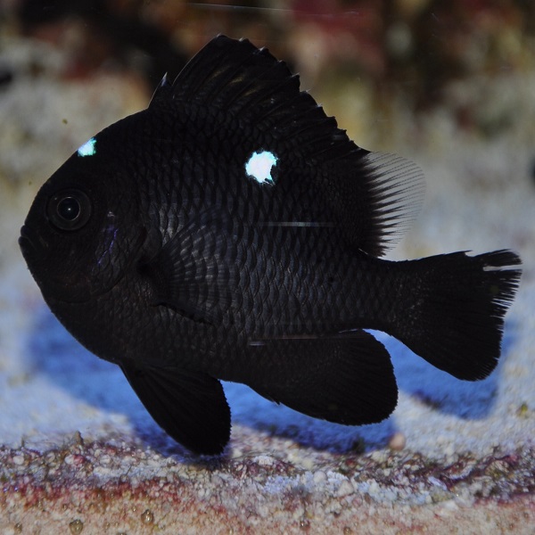 Cá Domino - Threespot Damselfish