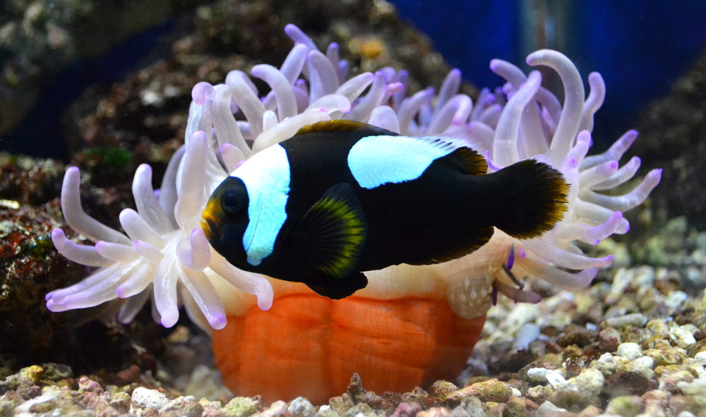 Cá Hề Ông Táo – Black Saddleback Clownfish