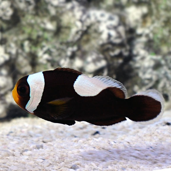 Cá Hề Ông Táo – Black Saddleback Clownfish