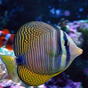 Cá Hề Ông Táo – Black Saddleback Clownfish