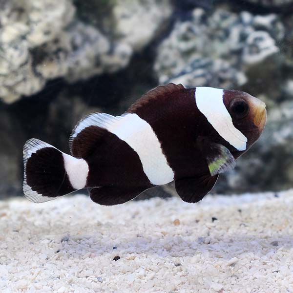 Cá Hề Ông Táo – Black Saddleback Clownfish