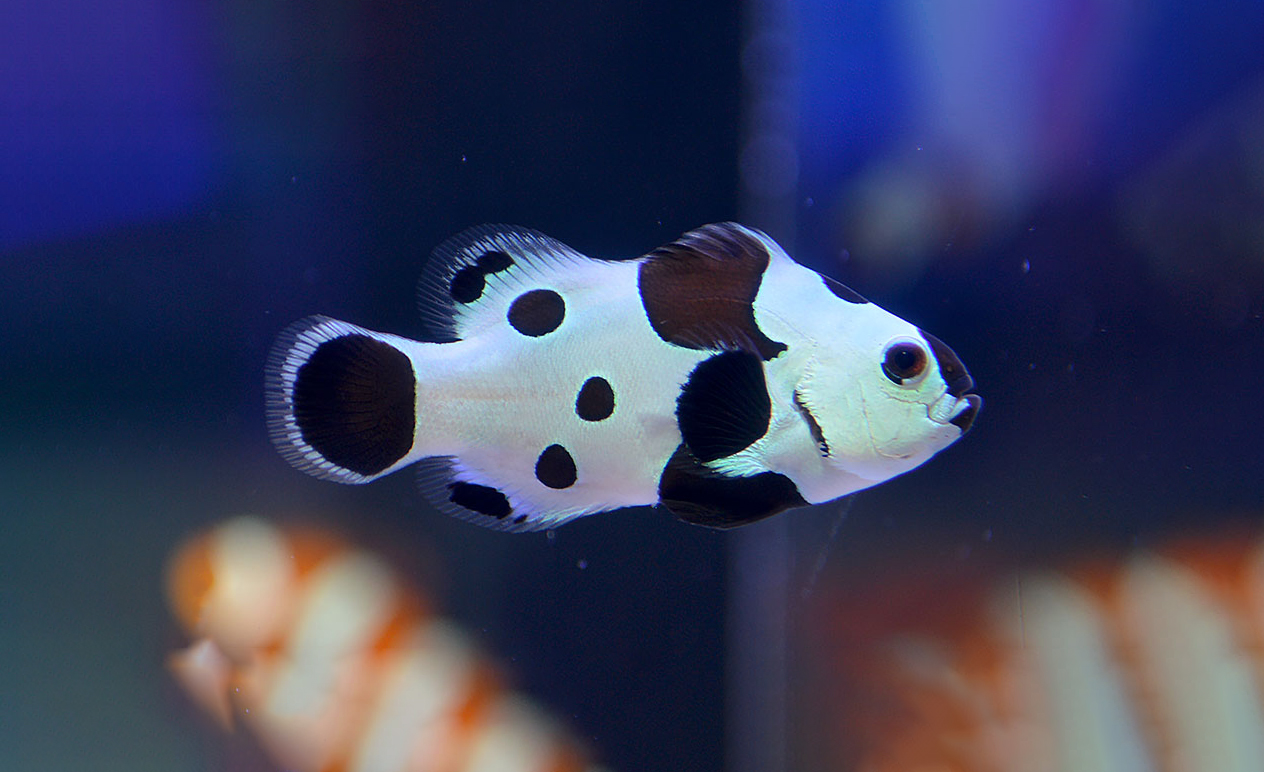 Cá Hề Bão Đen – Black Storm Clownfish