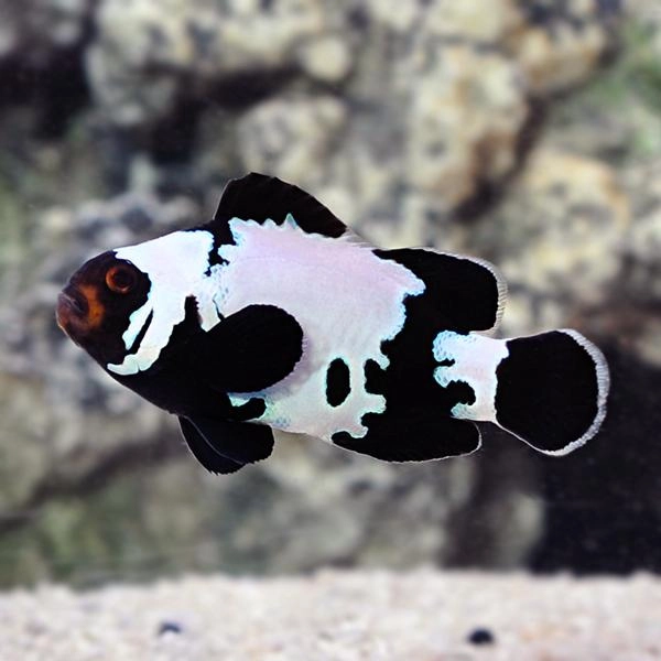 Cá Hề Bão Đen – Black Storm Clownfish