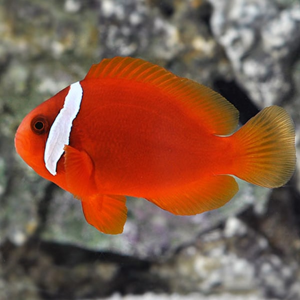 Cá Hề Cà Chua – Tomato Clownfish