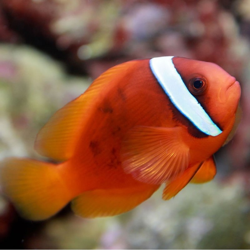 Cá Hề Cà Chua – Tomato Clownfish