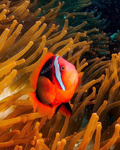 Cá Hề Cà Chua – Tomato Clownfish