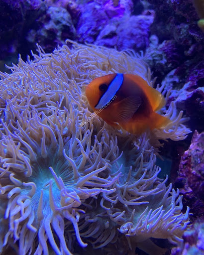 Cá Hề Cà Chua – Tomato Clownfish