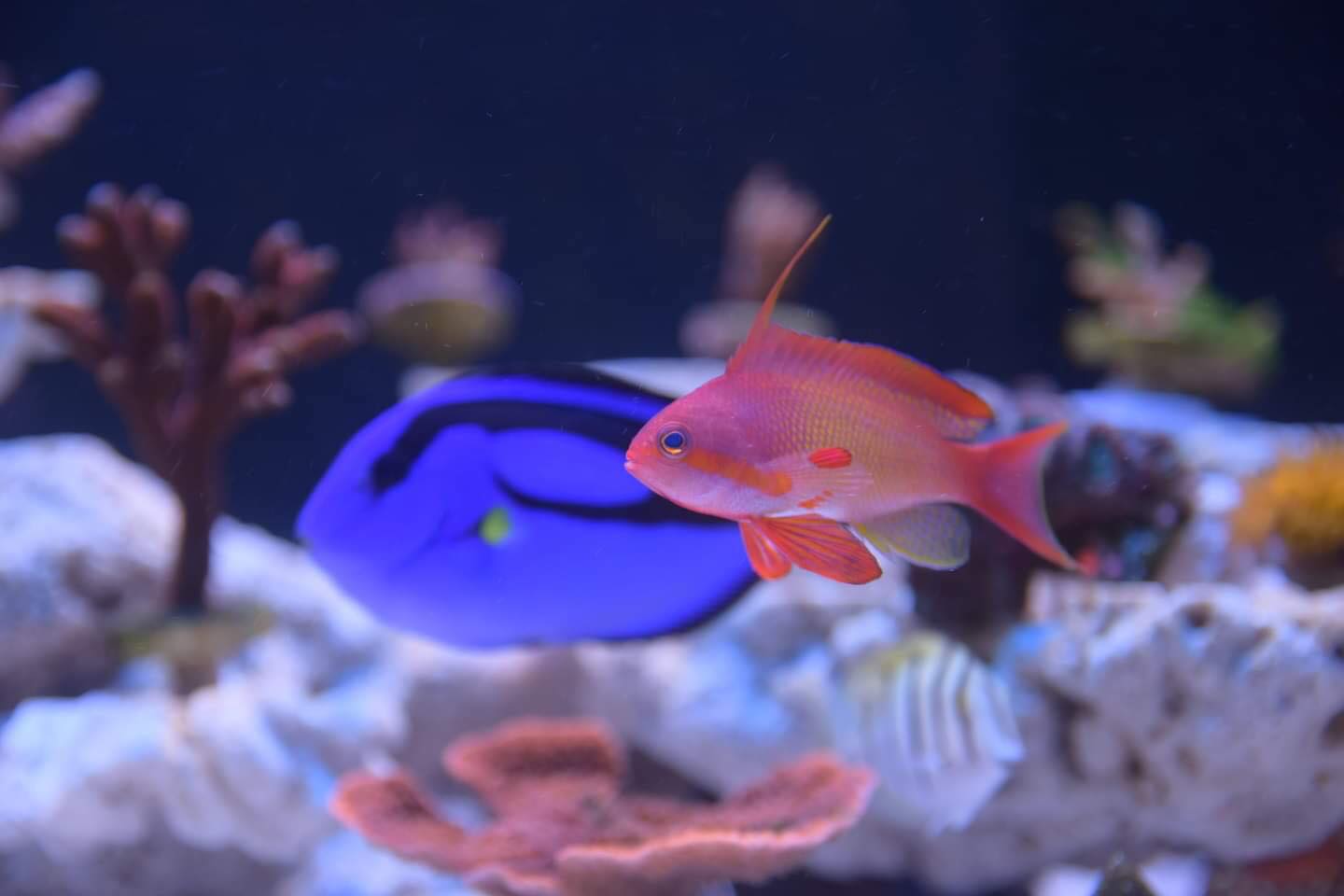 Cá Hề Hồng – Pink Skunk Clownfish