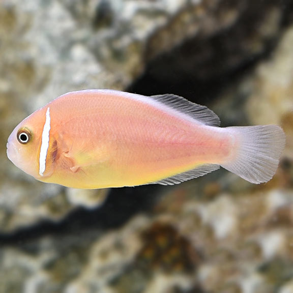 Cá Hề Hồng – Pink Skunk Clownfish